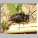 Dolerus sp - Blattwespe 06a 7mm.jpg